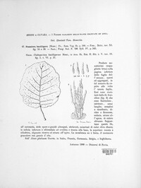 Passalora bacilligera image